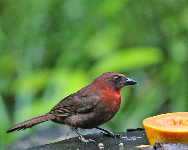 Red-throated Tanager -- Sarapiqui