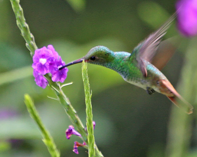 Rufous-tailed Hummingbird -- Sarapiqui 