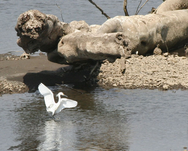 Snowy Egret -- Rio Tarcoles 
