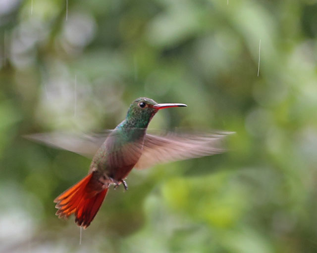 Rufous-tailed Hummingbird -- La Paz