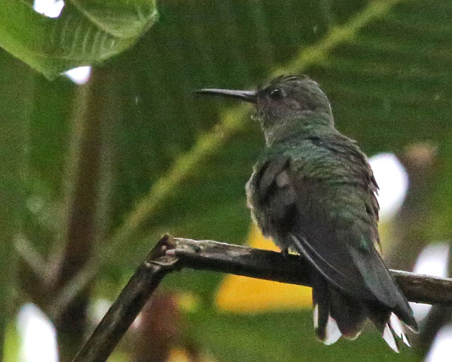 Scaly-breasted Hummingbird -- La Fortuna 