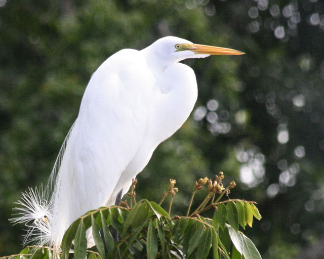 Great Egret -- Rio Frio