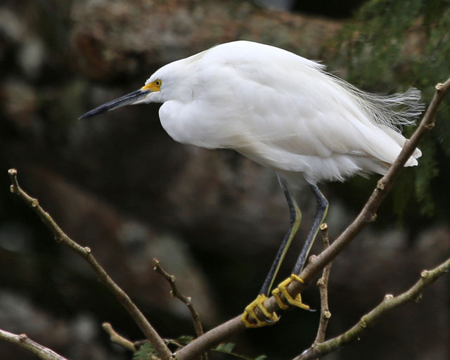 Snowy Egret -- Rio Frio 