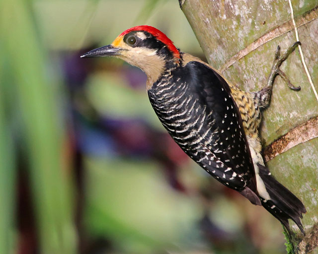 Black-cheeked Woodpecker -- La Fortuna