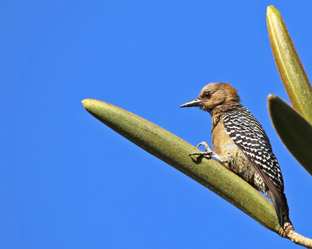 Hoffmann's Woodpecker -- San Jose 