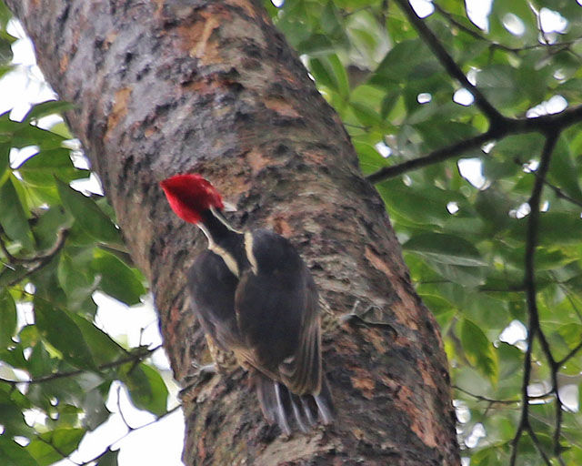 Pale-billed Woodpecker -- Sarapiqui  