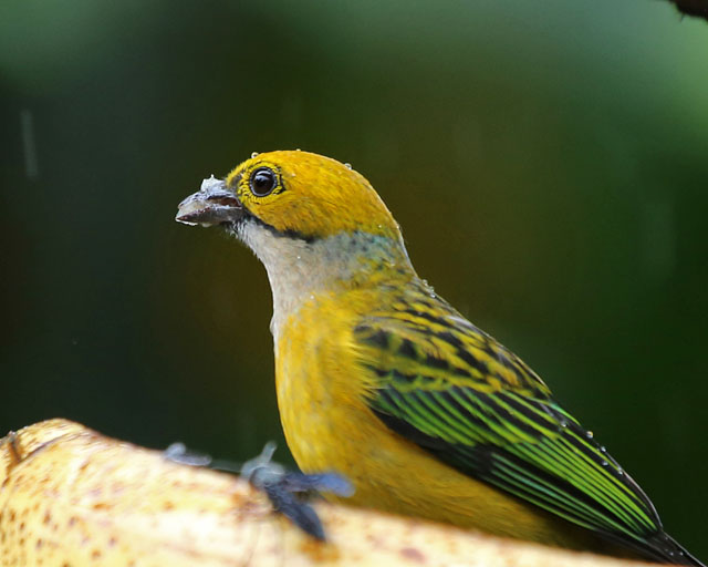 Silver-throated Tanager -- La Paz