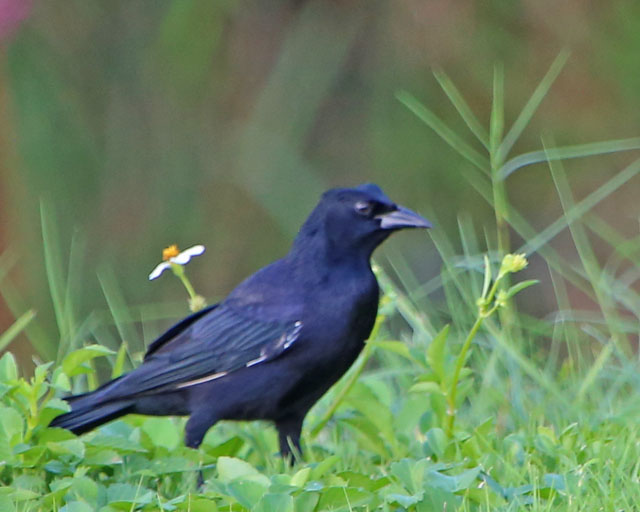 Twany-shouldered Blackbird