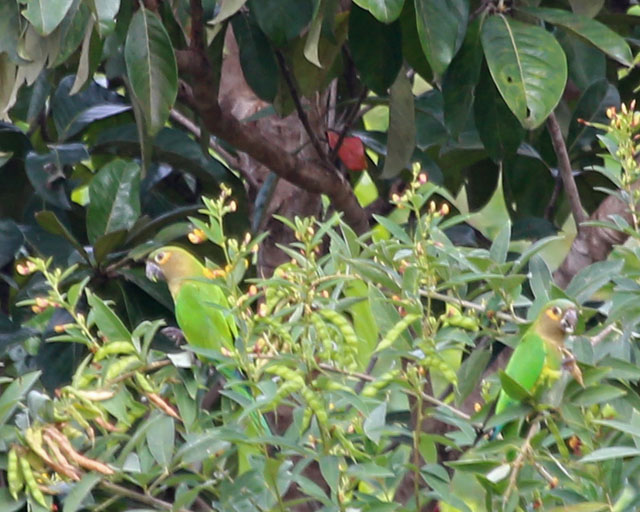 Brown-throated Parakeets