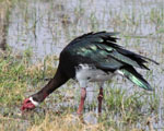 Spurwinged Goose