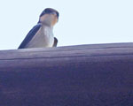 Wiretailed Swallow