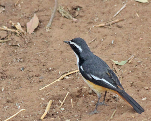 White-throated Robin-Chat