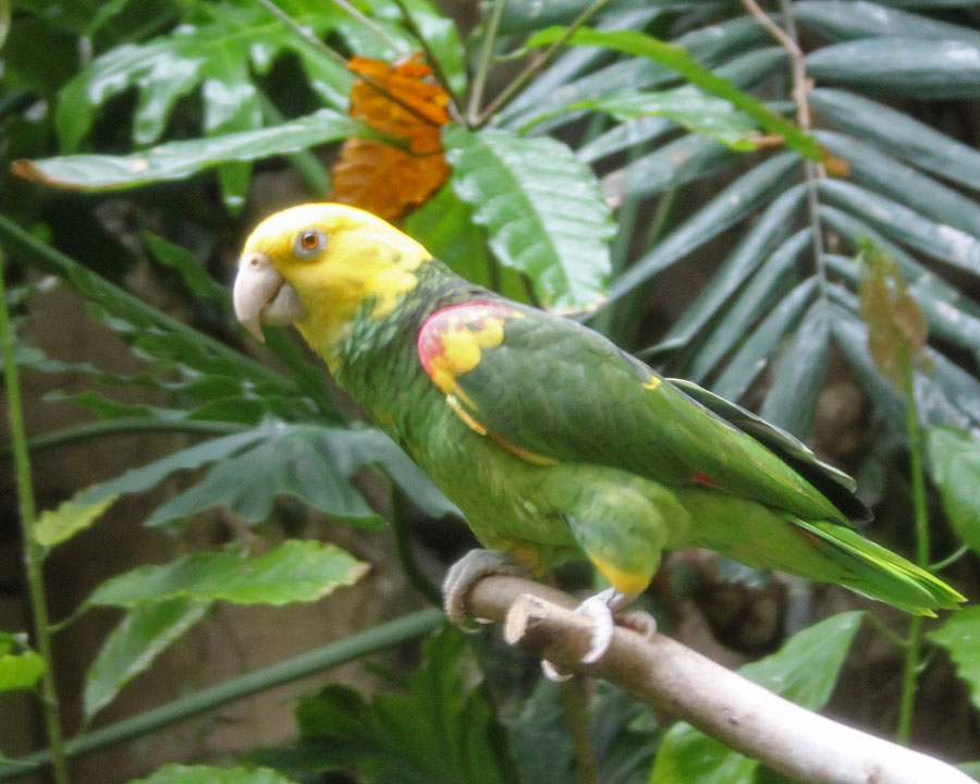 Yellow-headed Amazon
