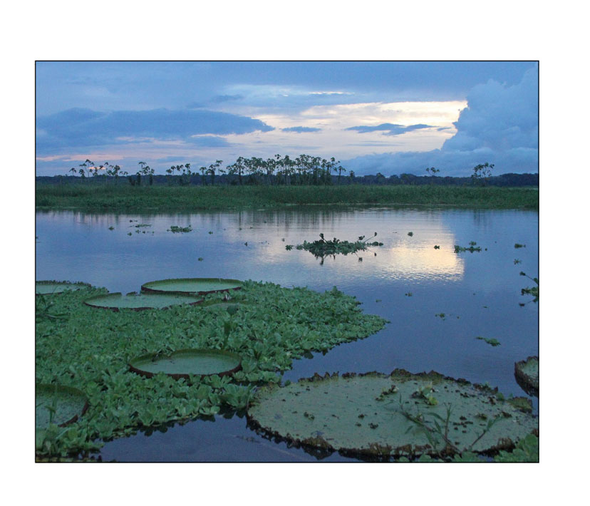 Giant Amazon Water Liles