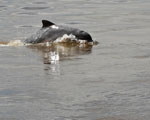 Grey River Dolphin