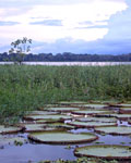 Giant Amazon Water Lilies