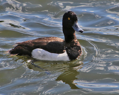 Tuffted Duck