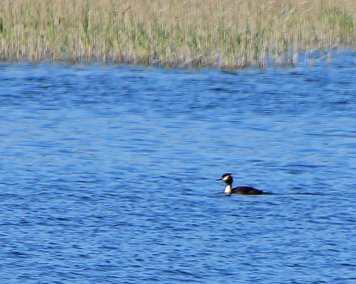 Great Cressted Grebe