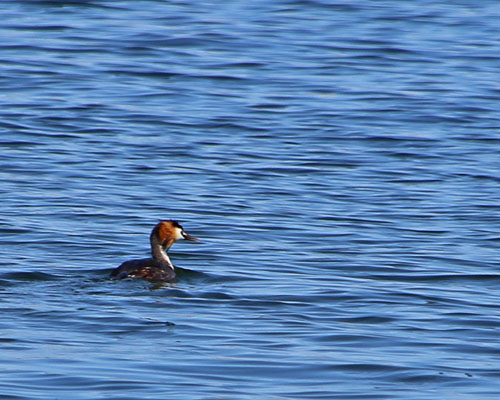 Great Cressted Grebe
