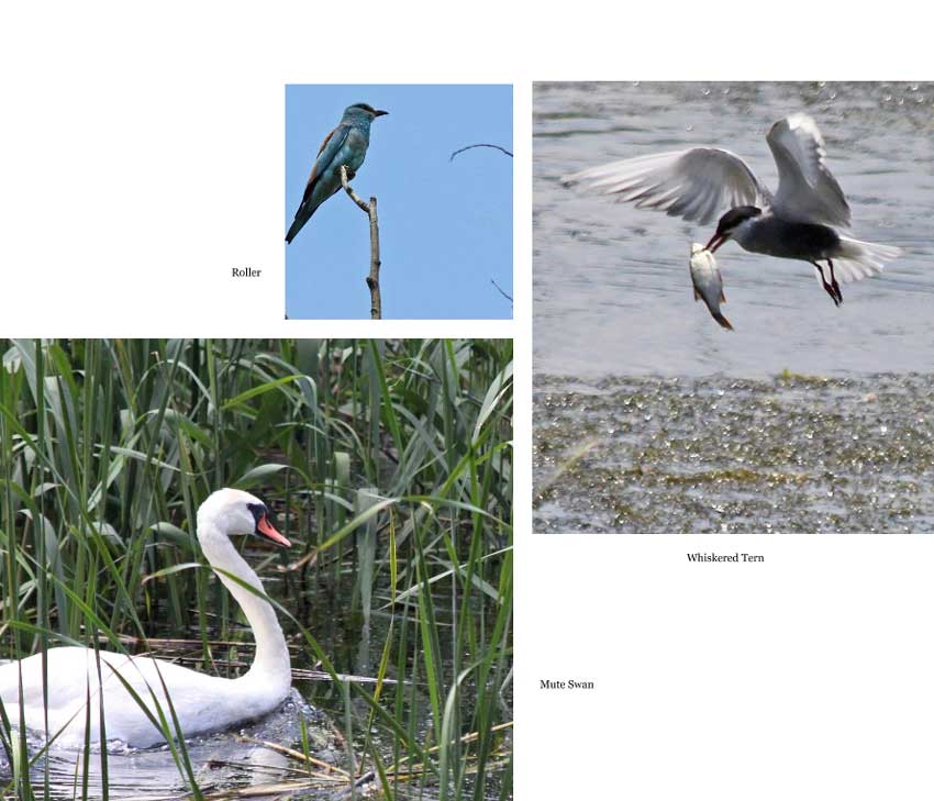 Danube Delta Birds