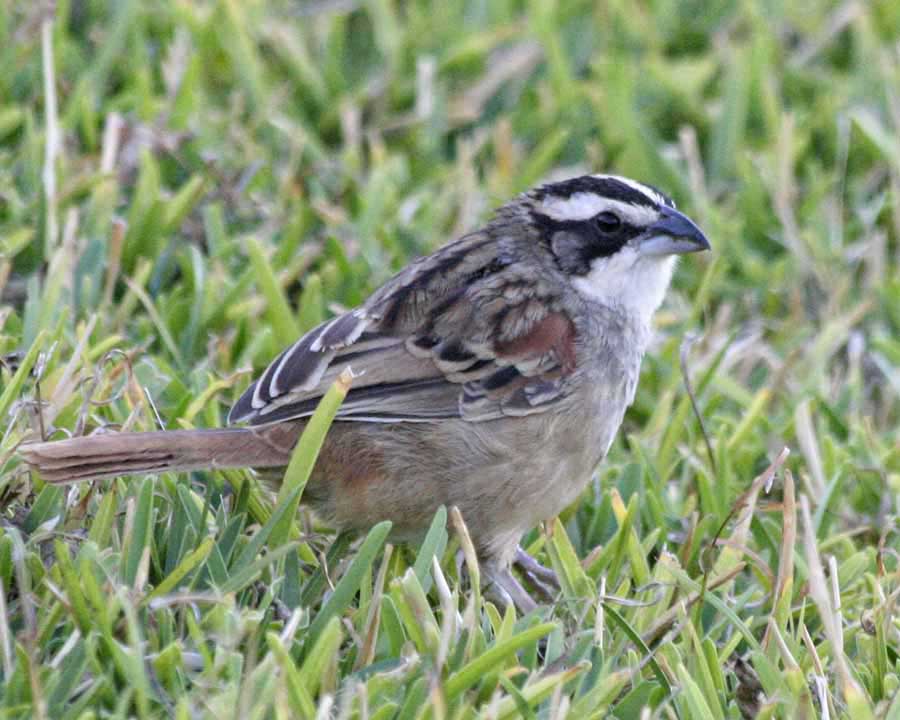 Stripe-headed Sparrow