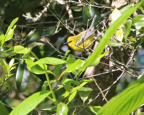 Blue-winged Warbler