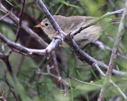 Grey Warbler-Finch
