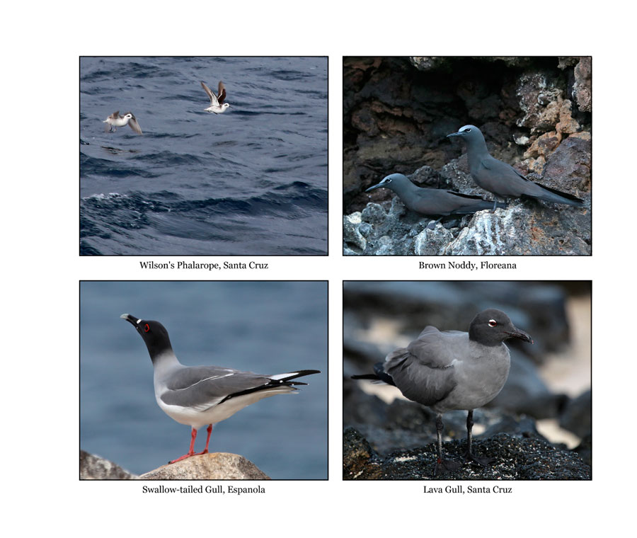 Galapagos Birds