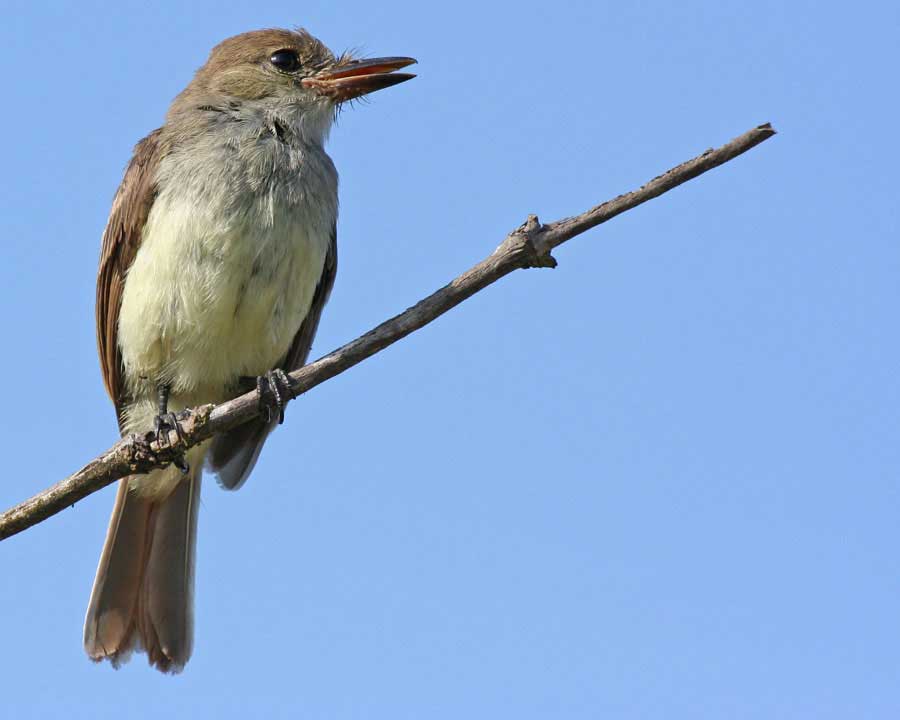 Galapagos Flycatcher