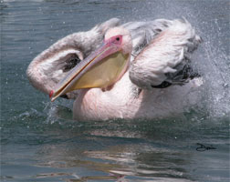 Plump pink pelican