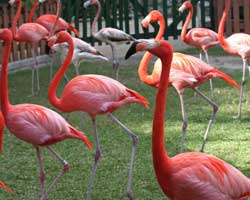Dancing flamingos at Ardastra Gardens