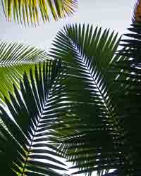 El Yunque Rain Forest Fronds
