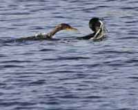 Cormorant Catch