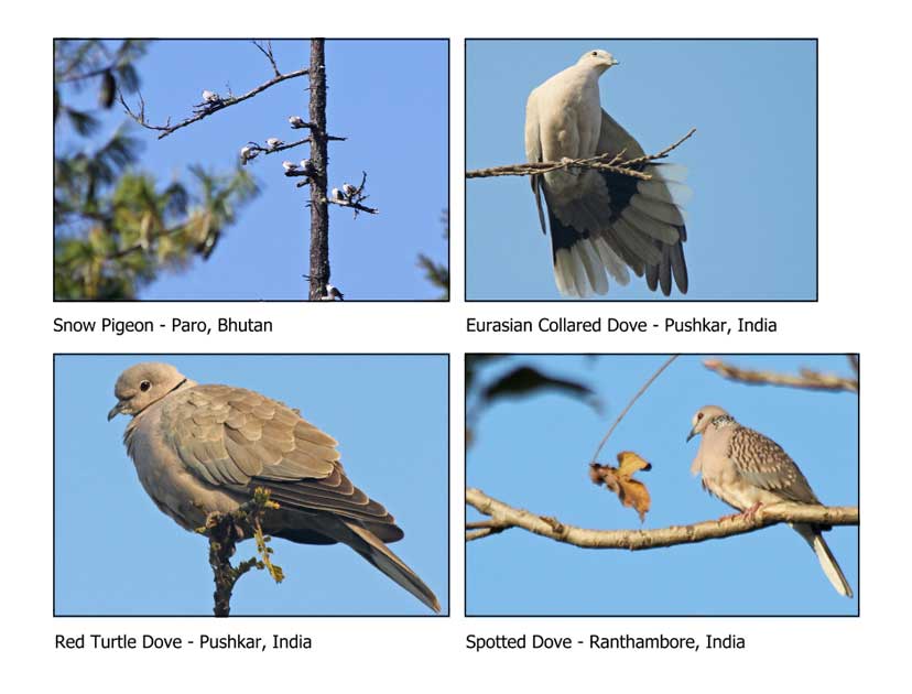 Birds of India and Bhutan