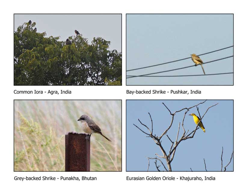 Birds of India and Bhutan