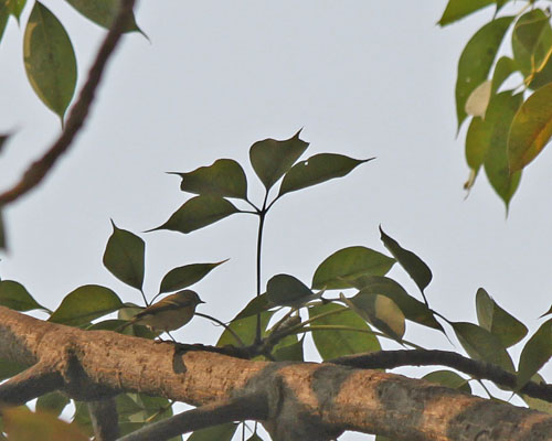 Hume's Leaf Warbler
