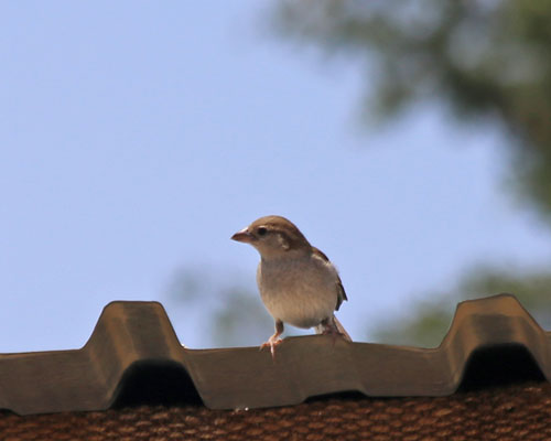 Pale Rockfinch