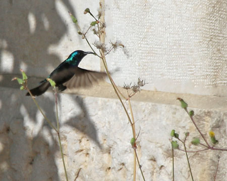 Palestine Sunbird