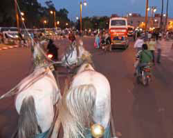 Marrakesh Carriage Ride