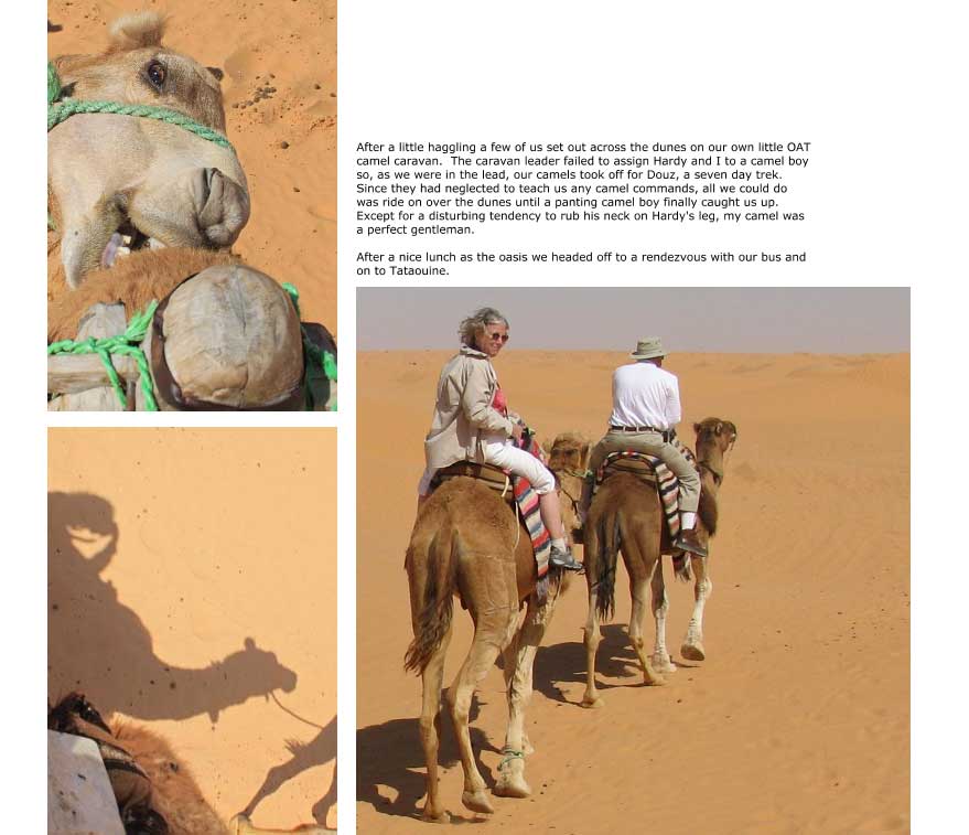 Sahara Camel Ride