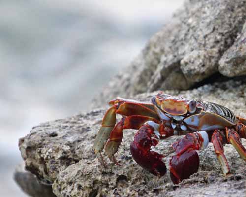 San Blas Crab