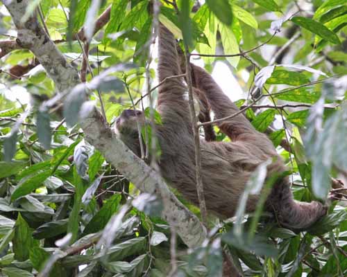 Two Toed Sloth