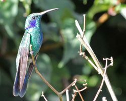 Green Violet Ear Hummingbird