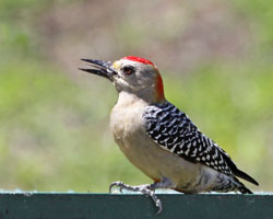 Red Crowned Woodpecker