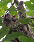 Three Toed Sloth