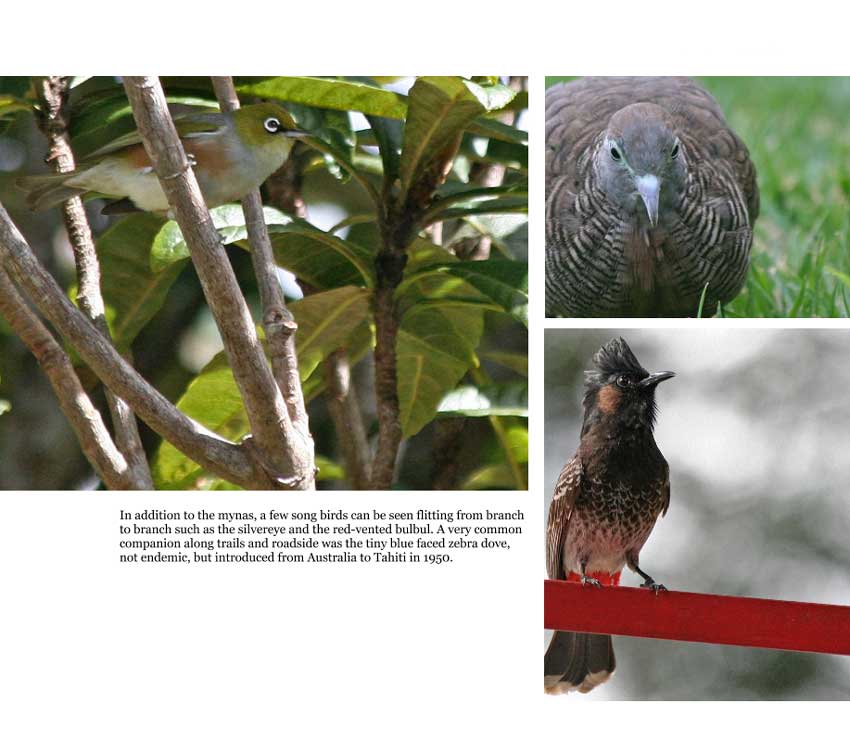 Polynesia Birds