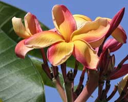Rangiora Flower