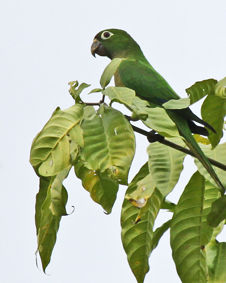 Olive-throated Parakeet 