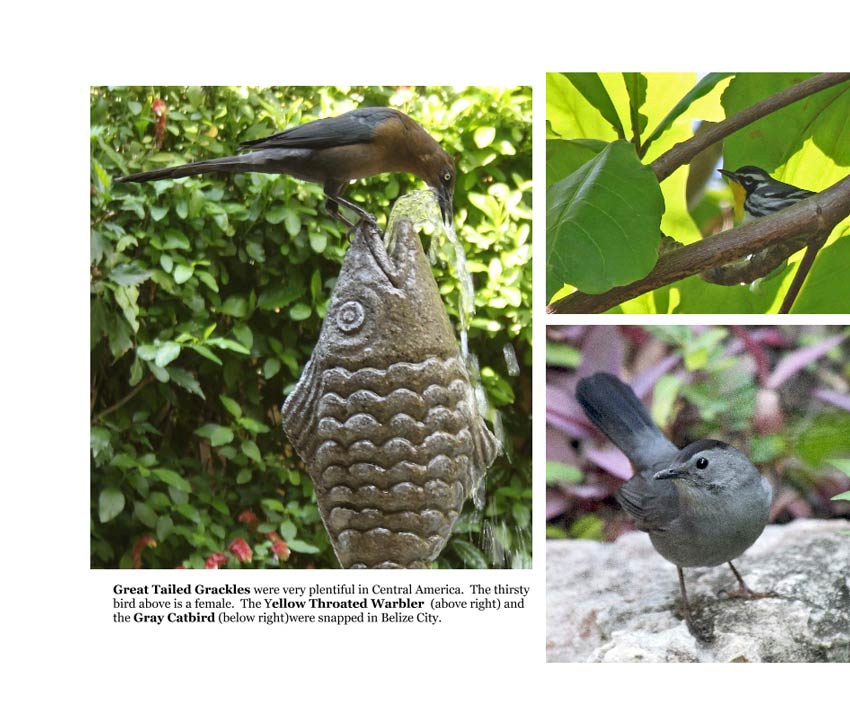 Central America Birds