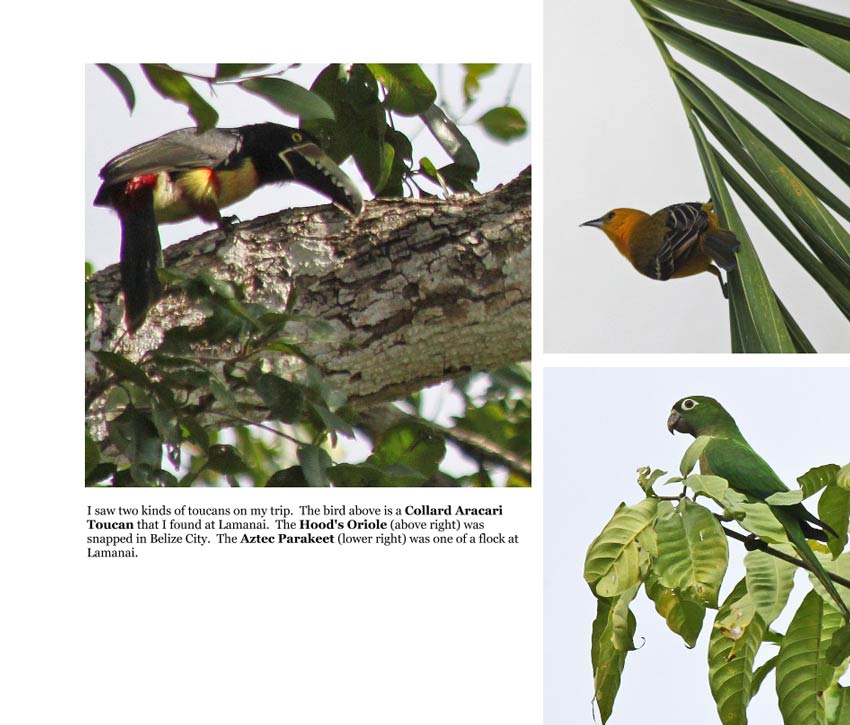 Central America Birds